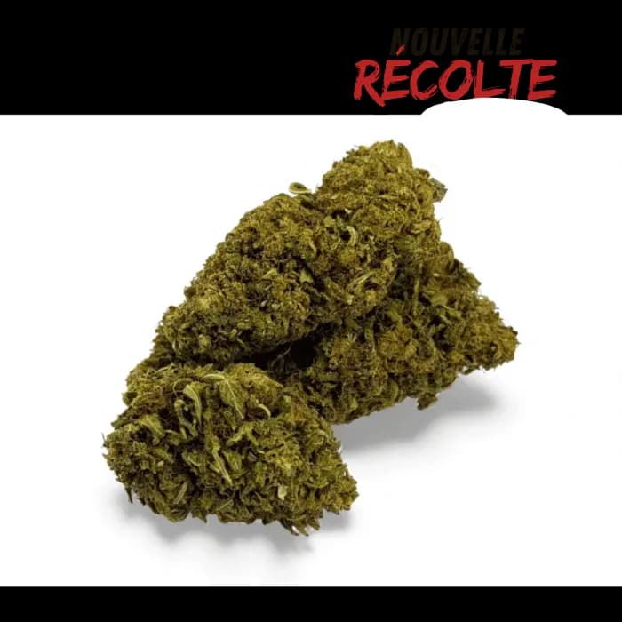Fleur de CBD Sour Lime Haze Greenhouse